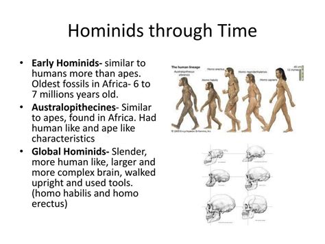 how are hominids similar to humans
